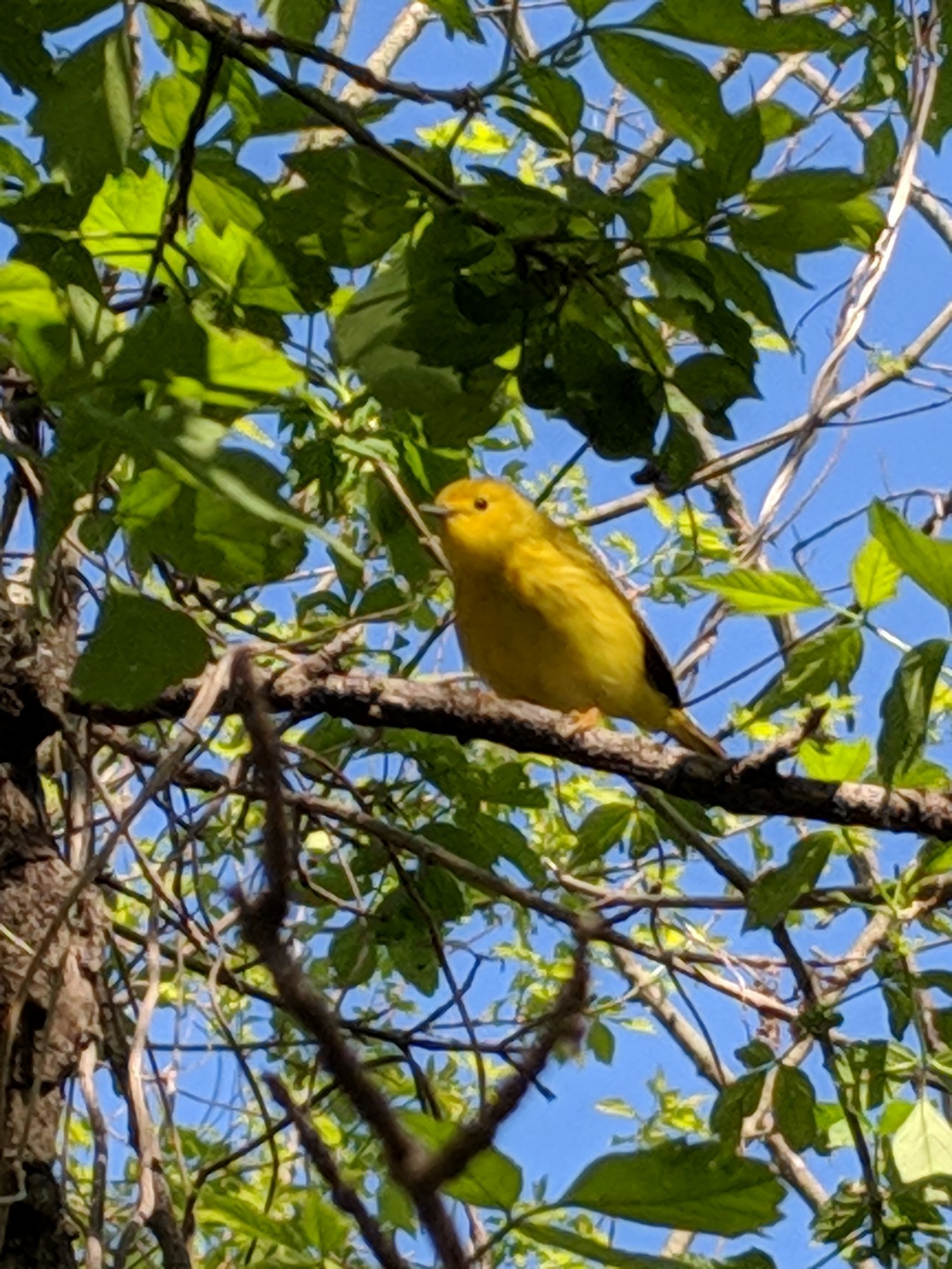 LOOK AT THE BIRDS OF THE AIR